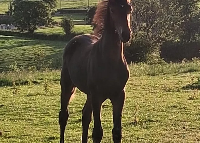 Bragan Mountain View *